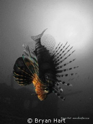 One of the lion fish on Coopers Light Wreck off Durban... by Bryan Hart 